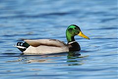 Mallard